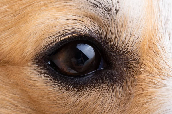 Canine Eye Close Macro — стоковое фото