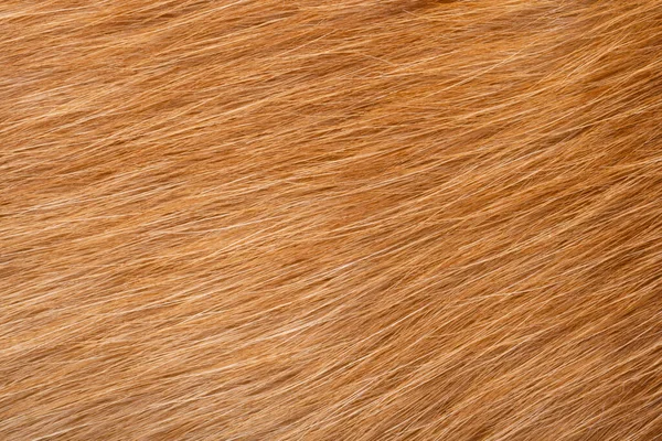 Dog Fur Texture Close Macro — стоковое фото