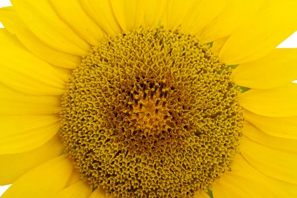 Sunflower Flower Background Close — Stock fotografie