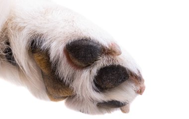dog paw close up, macro