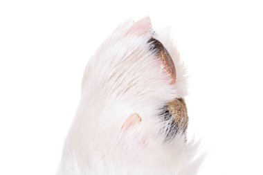 dog paw close up, macro