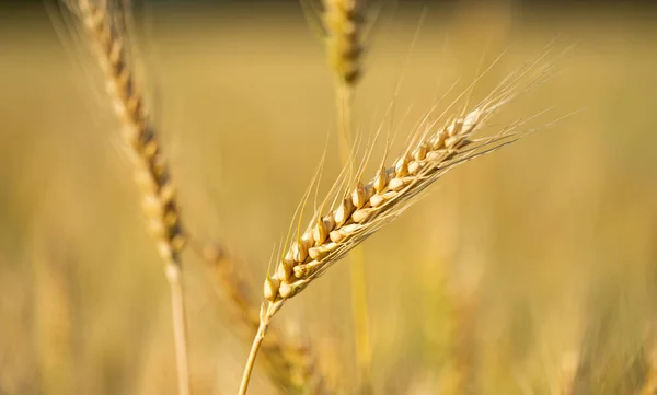 Wheat Field Sunny Day — Stock Photo, Image