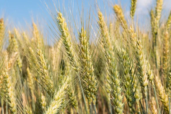 Wheat Field Sunny Day — Stock Photo, Image