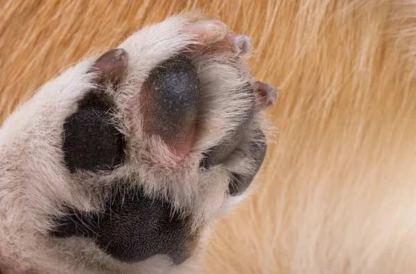 Dog Paw Close Macro — Foto Stock