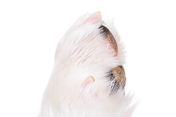 Dog Paw Close Macro — Stockfoto