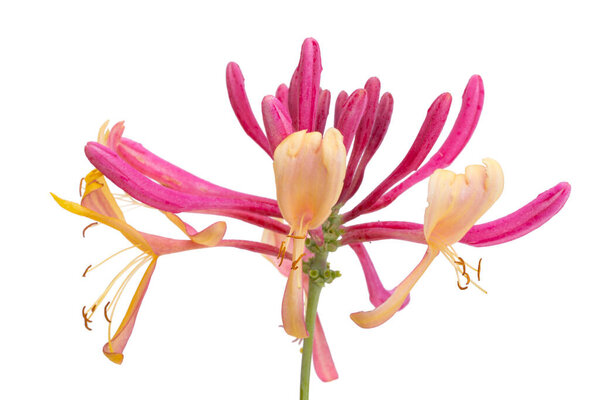 honeysuckle flower isolated on white background
