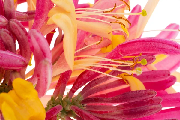 Chèvrefeuille Fleur Isolée Sur Fond Blanc — Photo