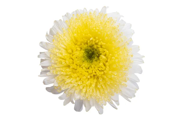 Квіти Айстр Ізольовані Білому Тлі — стокове фото