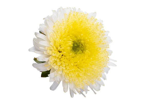 Aster Fleurs Isolées Sur Fond Blanc — Photo