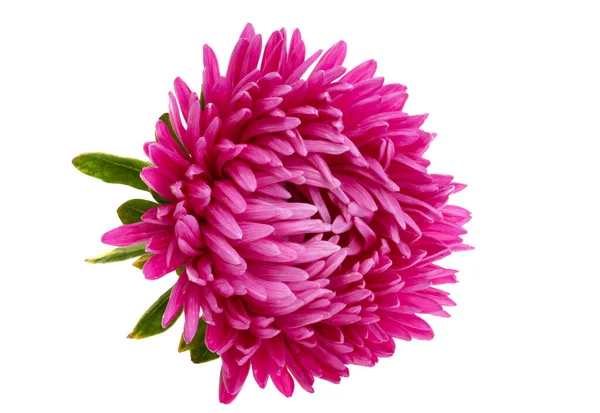 Aster Fleurs Isolées Sur Fond Blanc — Photo