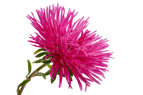 Aster Blumen Isoliert Auf Weißem Hintergrund — Stockfoto