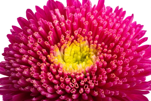 Aster Blumen Isoliert Auf Weißem Hintergrund — Stockfoto