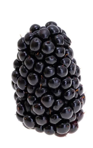 Large Blackberry Isolated White Background — Stock Photo, Image