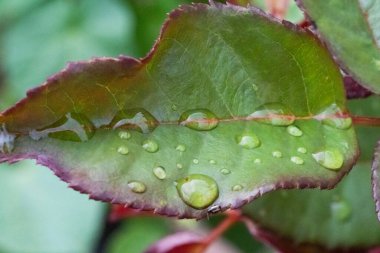 rose leaf with raindrops macro