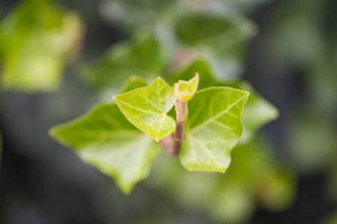 background of decorative creeper close-up