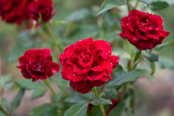 Red Rose Raindrops Macro — Stock Photo, Image