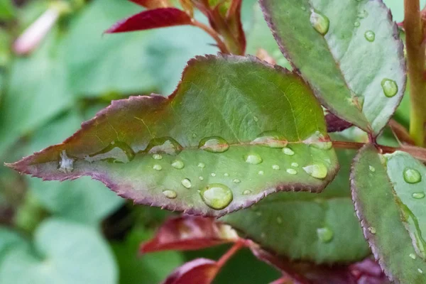 rose leaf with raindrops macro