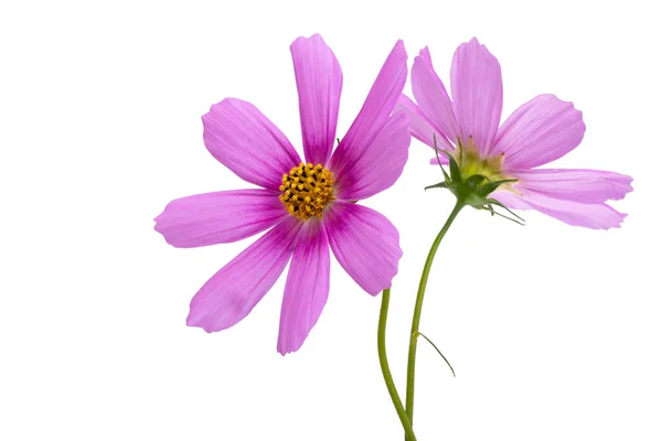 Flor Cosmea Isolado Fundo Branco — Fotografia de Stock