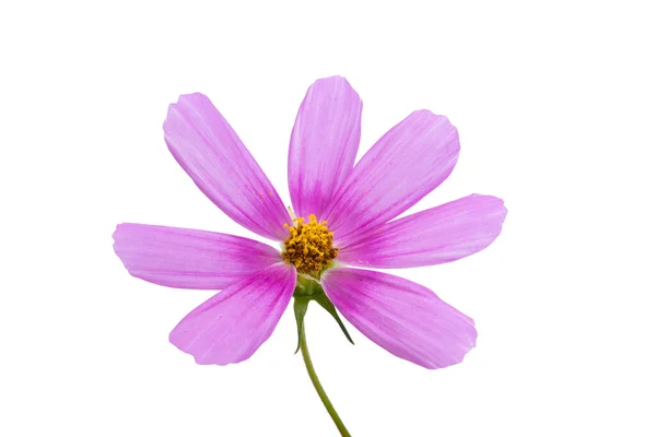 Kwiat Kosmetyczny Izolowany Białym Tle — Zdjęcie stockowe