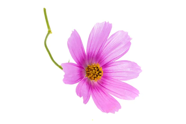 Flor Cosmea Isolado Fundo Branco — Fotografia de Stock