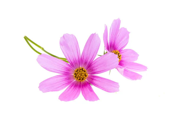 Cosmea Flower Isolated White Background — Stock Photo, Image