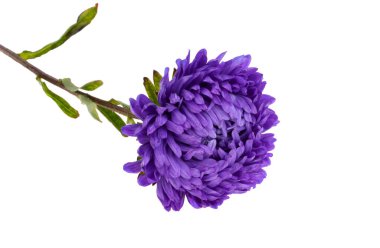 asters isolated on white background