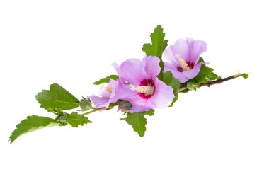 hibiscus lilac flower isolated on white background