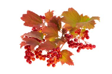 Beyaz arka plan üzerinde izole kırmızı Kartopu çiçeği