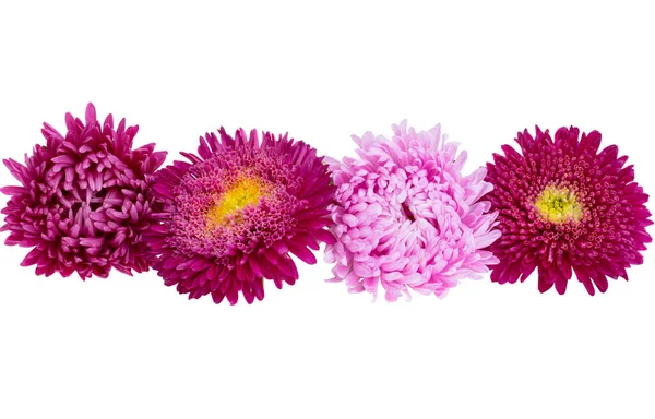 Asters Isolated White Background — Stock Photo, Image