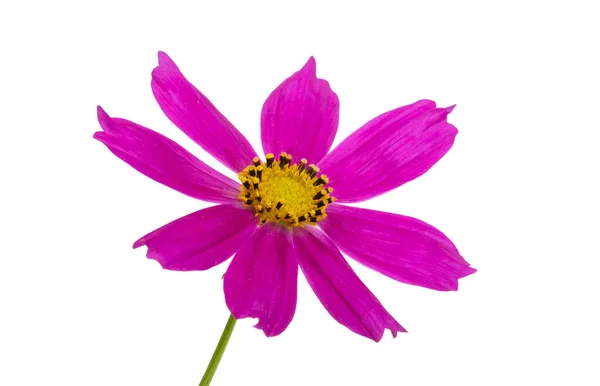 Cosmea Blume Isoliert Auf Weißem Hintergrund — Stockfoto