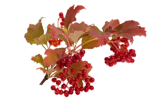 Rode Planten Van Viburnum Geïsoleerd Witte Achtergrond — Stockfoto