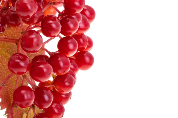 Red Viburnum Isolated White Background — Stock Photo, Image