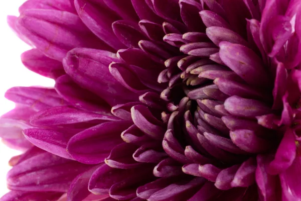 Chrysanthemum Isolated White Background — Stock Photo, Image