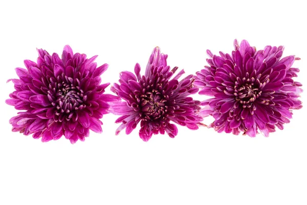 Chrysanthemum Isolated White Background — Stock Photo, Image