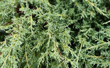 background of thuja close-up