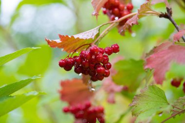 background of bunches of viburnum close-up