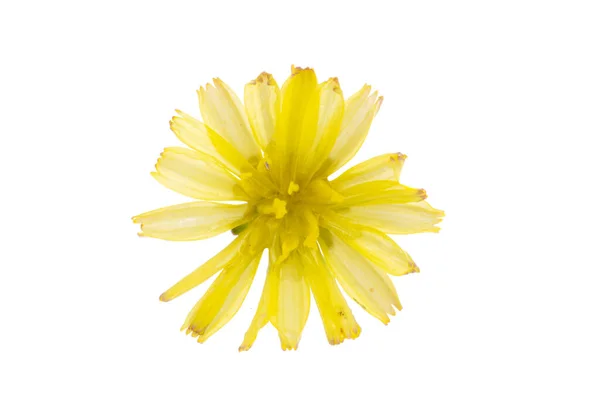 Yellow Small Meadow Flower Isolated White Background — Stockfoto