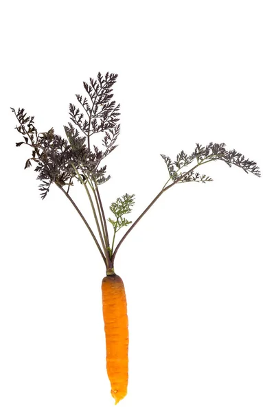 Zanahorias Con Hojas Aisladas Sobre Fondo Blanco —  Fotos de Stock