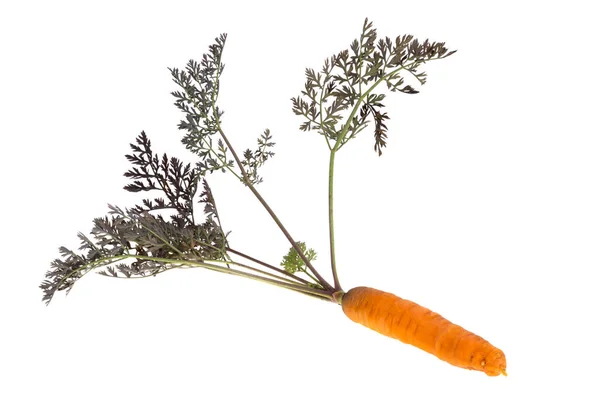 Морковь Листьями Изолированы Белом Фоне — стоковое фото