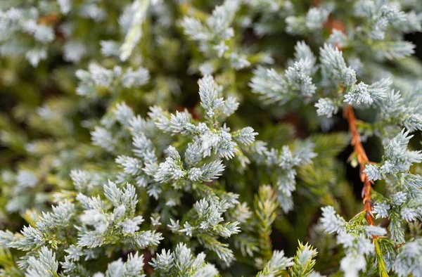 Background Thuja Close — Stockfoto