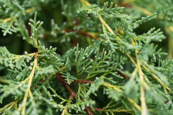 Background Thuja Close — Stockfoto