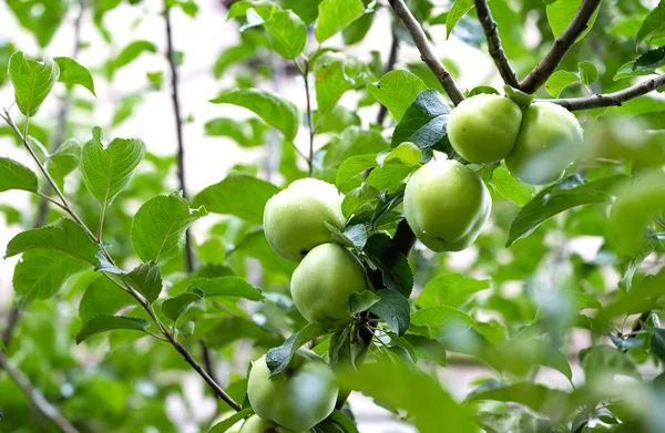 Apples Tree Close Summer — Fotografia de Stock