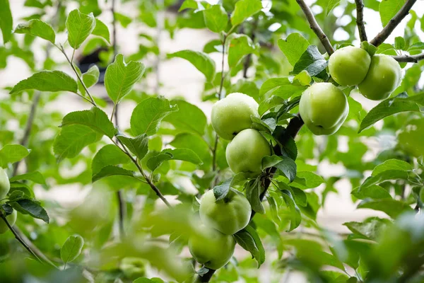 Apples Tree Close Summer — Stock Photo, Image
