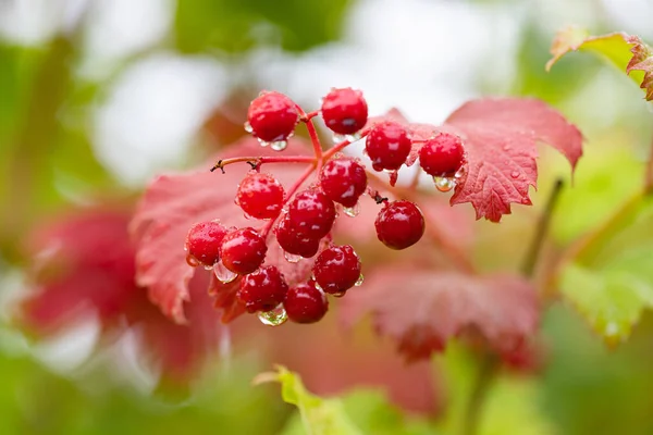 Background Bunches Viburnum Close — Stockfoto