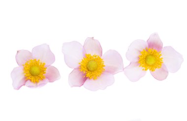 Japon Anemonu beyaz arkaplanda izole edildi