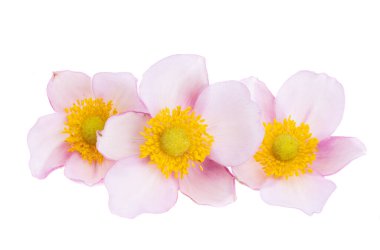 Japon Anemonu beyaz arkaplanda izole edildi