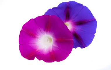 beyaz arkaplanda yosun çiçeği izole