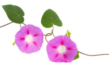 beyaz arkaplanda yosun çiçeği izole