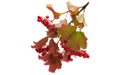 Beyaz arka plan üzerinde izole kartopu