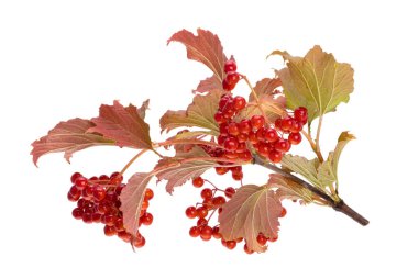 Beyaz arka plan üzerinde izole kartopu